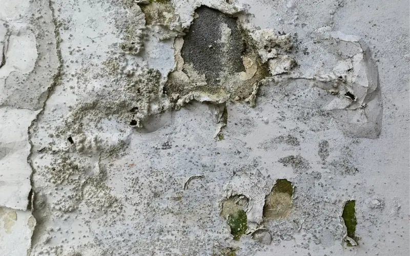 Mold growth exposed during remediation